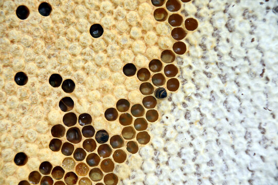 Cadre abeilles miel