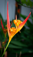 Una exótica flor de color naranja
