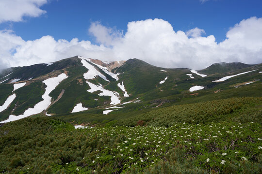 Mt. Touma-dake, with its remaining snow valley, can be seen far beyond the white flowers of  Sorbus matsumurana.