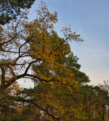 autumn tree with colorfull leaves on the blue sky