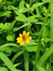 bee on yellow flower