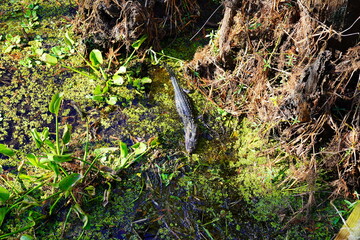 Alligator is hiding in swamp