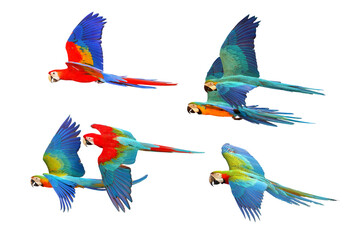 Set of Macaw parrots isolated on white background.