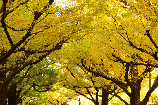 絵画 274 油絵/風景/街景/東京/神宮外苑/イチョウ並木/P10号