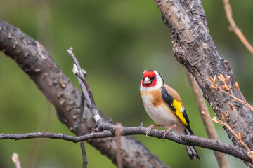 The European goldfinch or simply the goldfinch, Carduelis carduelis, sits on a branch in spring on green background. The European goldfinch in wildlife.