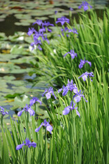 rabbit-ear iris in the grave of empress Iwanohime