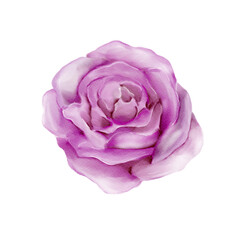 Watercolor Roses Floral Clip Art