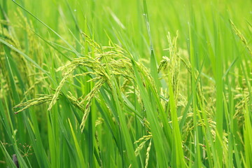 Young rice field. Beautiful Buddha image. Taken near the ears of rice