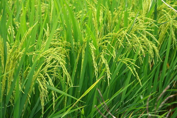 Young rice field. Beautiful Buddha image. Taken near the ears of rice