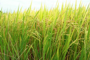A rice field at a beautiful sunrise close up photo showing the ears of rice