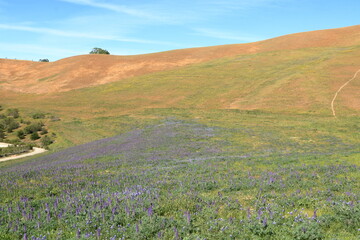 Arroyo Lupine wildflowers blooming at the base of a hill in San Ramon, California - obrazy, fototapety, plakaty