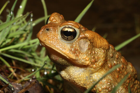 Close-up of the head of an American Toad (Anaxyrus americanus) on a rainy night. 