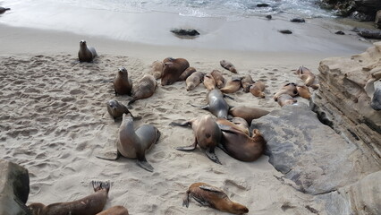 La Jolla, San Diego, CA, USA. Sea lions.