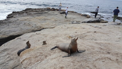 La Jolla, San Diego, CA, USA. Sea lions.