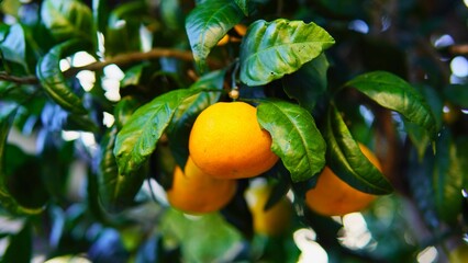 秋・冬に色づき始めた夏みかん