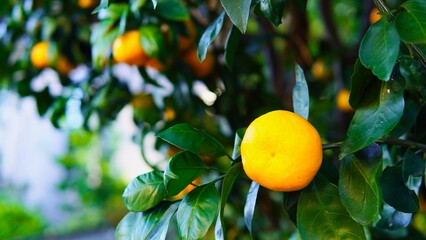 秋・冬に色づき始めた夏みかん