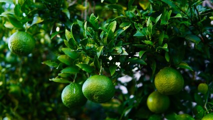 冬になり実った、色づく前の緑の夏みかん