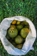 white sack full of mandarin oranges with a background of green grass