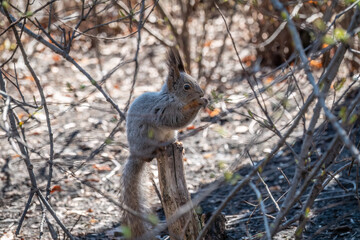 A squirrel with a nut sits on a stump in spring or summer.