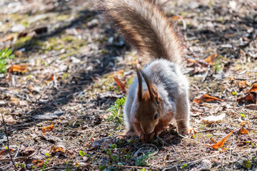 Squirrel in autumn hides nuts on the green grass with fallen yellow leaves