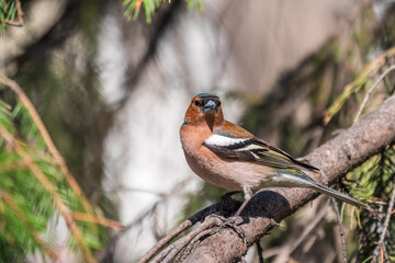 Common chaffinch, Fringilla coelebs, sits on a tree. Common chaffinch in wildlife.