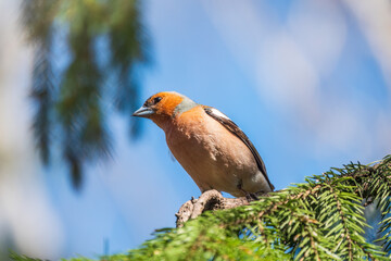 Common chaffinch, Fringilla coelebs, sits on a tree. Common chaffinch in wildlife.