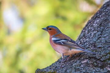 Common chaffinch, Fringilla coelebs, sits on a tree. Common chaffinch in wildlife.