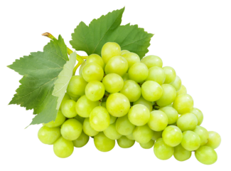 Bunch of Green Grape with leaves isolated on white background, Sweet Green  Grape on a branch on white PNG File.
