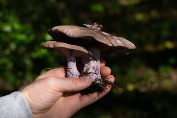 a man holds a blue foot mushroom in his hand. hand holding a mushroom.