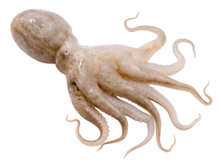 Fresh Octopus Squid isolated on white background, Fresh Octopus on white PNG File.