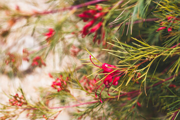 native Australian grevillea bon accord plant with red flowers outdoor in beautiful tropical backyard