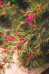 native Australian grevillea bon accord plant with red flowers outdoor in beautiful tropical backyard