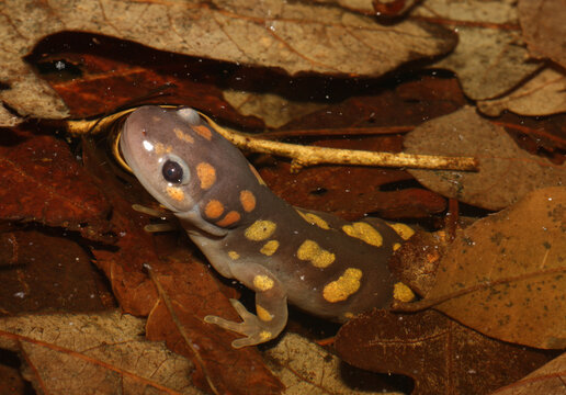 Spotted Salamander (Ambystoma maculatum) in a wetland at night during the breeding season.