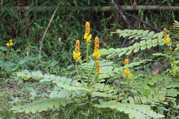 Senna alata is an important medicinal tree. It also known as emperor's candlesticks, candle bush, candelabra bush, Christmas candles, empress candle plant, ringworm shrub.