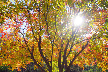 autumn leaves with sunlight and blue sky