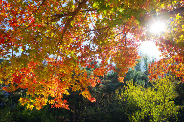 Fototapeta na wymiar autumn leaves with sunlight and blue sky