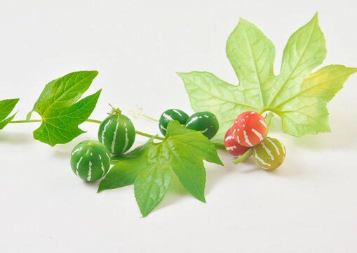 オキナワスズメウリ Images Browse 29 Stock Photos Vectors And Video Adobe Stock