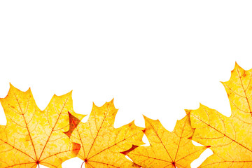 Frame from autumn maple red yellow leaves with natural texture isolated on white background. Natural fallen autumn leaf as decorative element, cutout object. Beautiful seasonal fall leaves