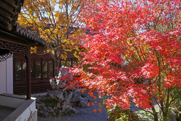 colorful tree in autumn