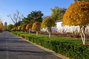 colorful tree in autumn