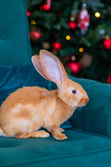 Red flowering rabbit sitting on an armchair with a Christmas tree in the background