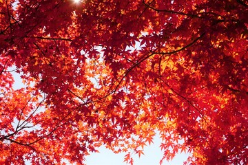 Obraz na płótnie Canvas Autumn leaves　紅葉