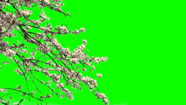 Tree Blooming on Green Screen