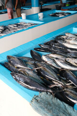 Male market that selling fresh hauling tuna fish, and the market provide the fish cutting service, Maldives.