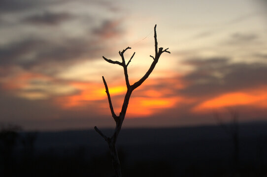 Burnt Australian Landscape