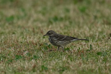 buff bellied pipit in a park