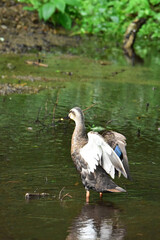 浅い沼に立つカルガモの後ろ姿