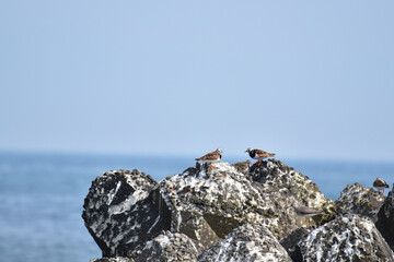 古いテトラポットにキョウジョシギ