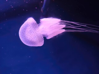 jellyfish in blue