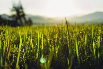 Fototapeta premium Green rice fields in the evening